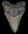 Megalodon Tooth - South Carolina #39938-1